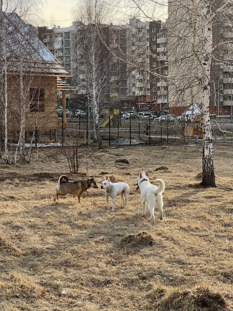 Пропавшая собака на пустыре возле школы - Животные в Иркутск