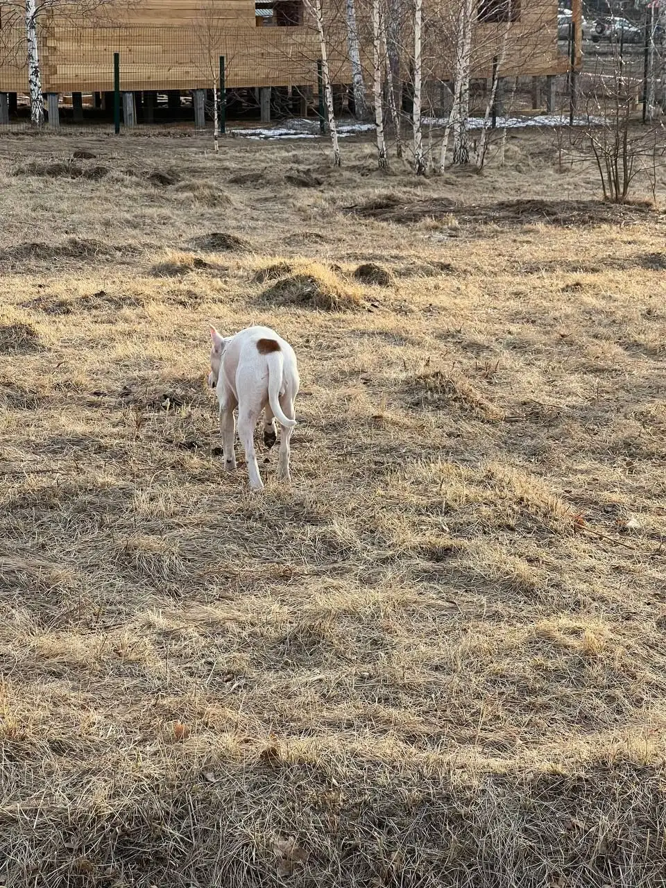 Пропавшая собака на пустыре возле школы - Животные в Иркутск