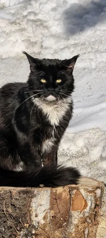 Пропал кот мейнкун в Иркутске - Животные в Иркутск