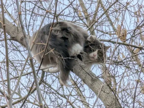 Потерянный кот в Первомайском - Животные в Иркутск