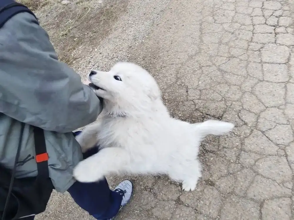 Найден щенок самоеда в Грановщине - Собаки (Животные) в Грановщина