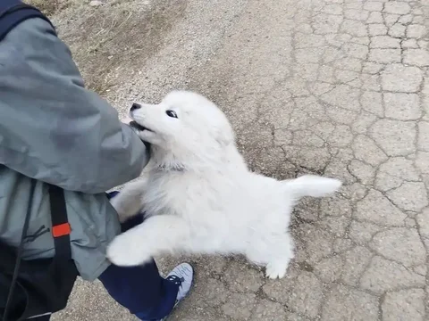 Найден щенок самоеда в Грановщине - Животные в Грановщина