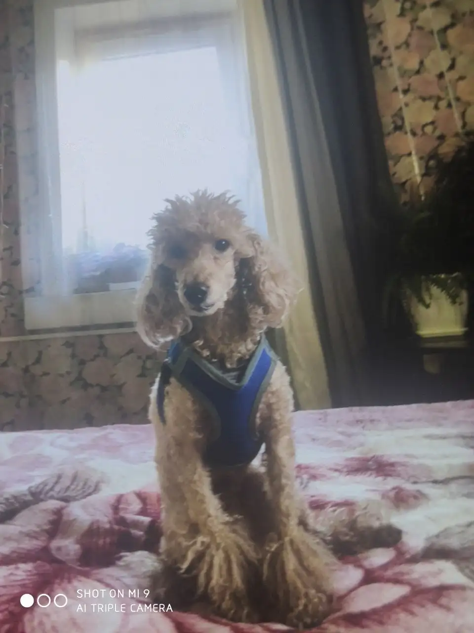 Потерялась собачка на 10-м км Александровского тракта - Животные в Иркутск