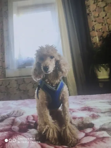 Потерялась собачка на 10-м км Александровского тракта - Животные в Иркутск