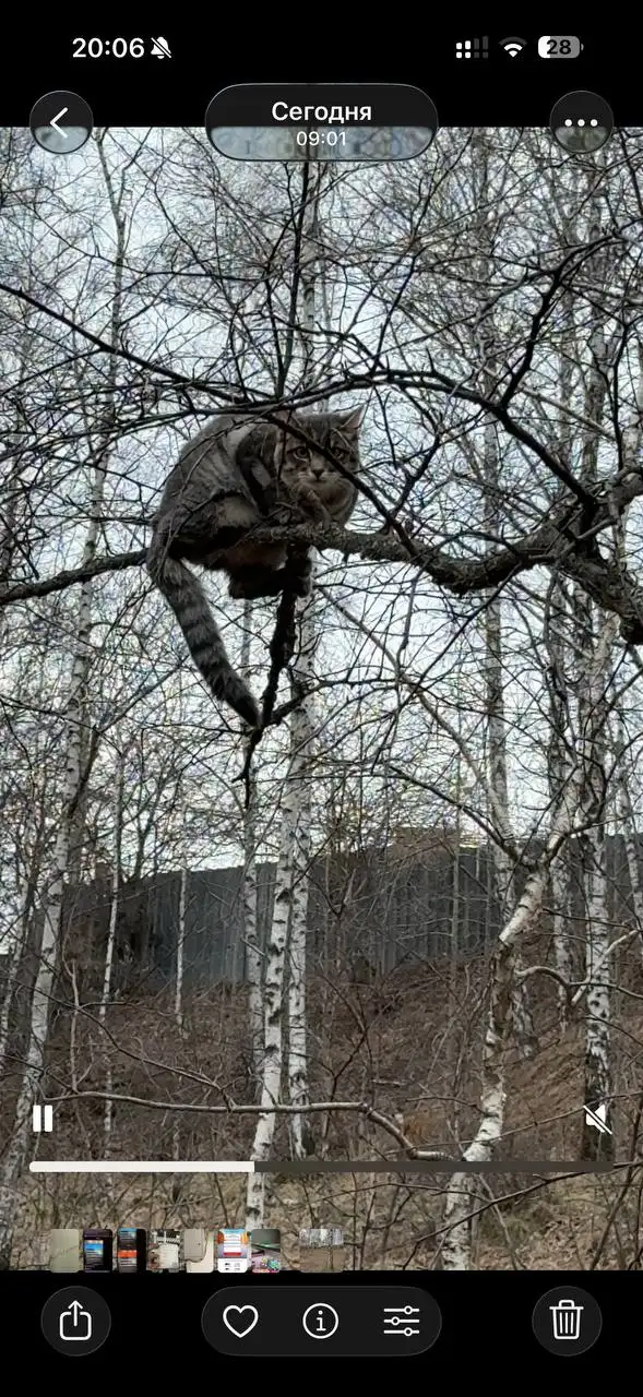 Потеряшка в Иркутске - Животные в Иркутск