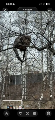 Потеряшка в Иркутске - Животные в Иркутск