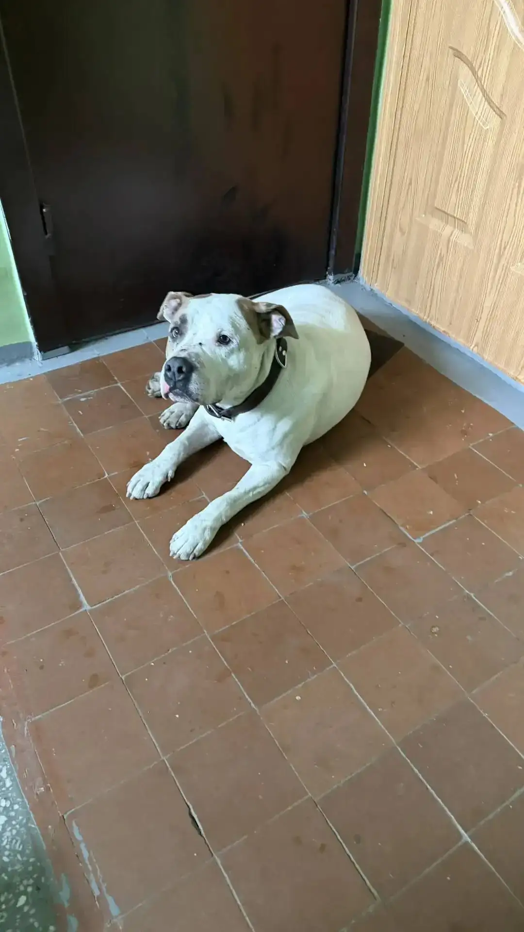 Нужна передержка или хозяин: покусанная собака - Помощь бездомным животным (Животные) в Ангарск