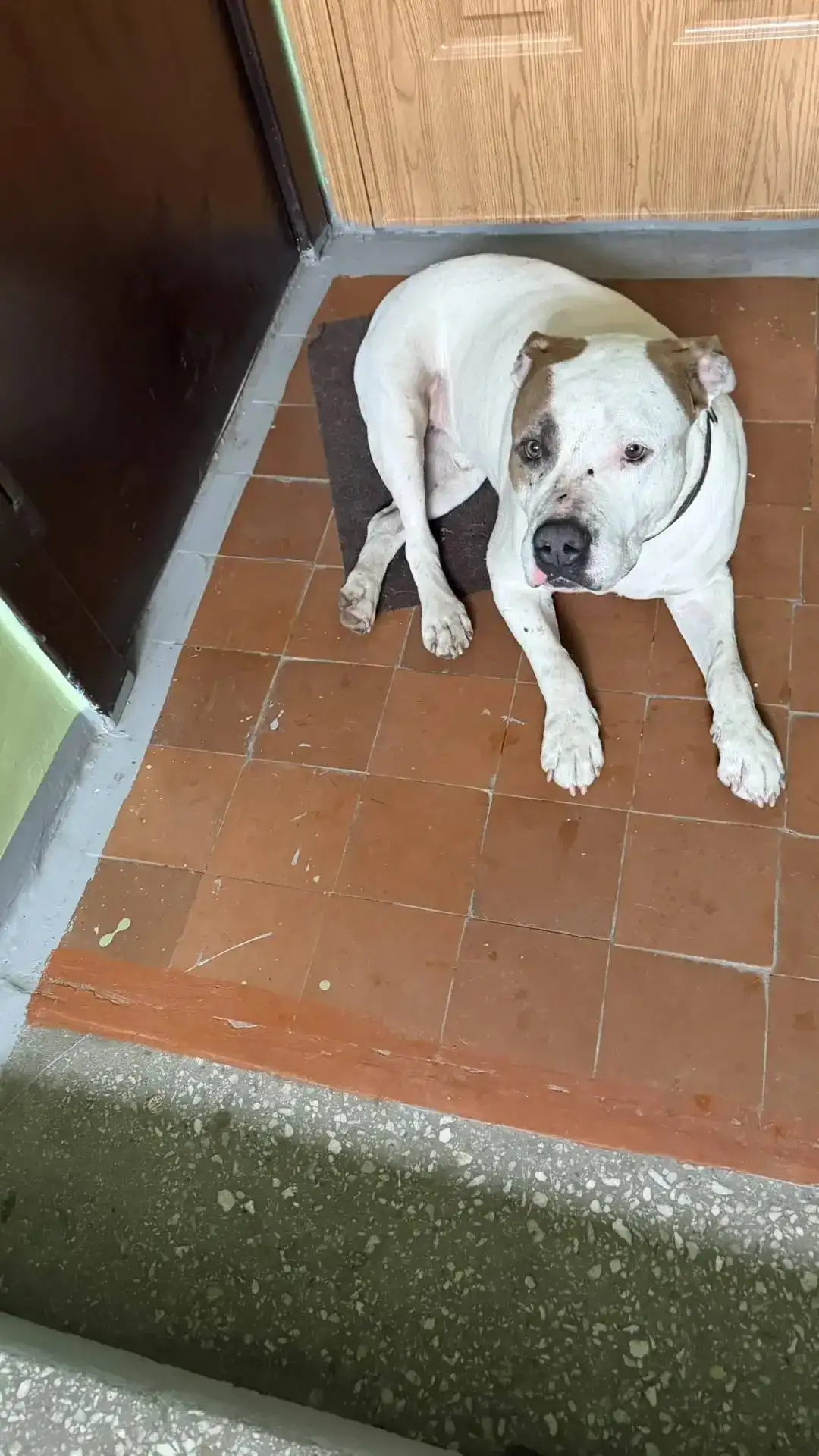 Нужна передержка или хозяин: покусанная собака - Помощь бездомным животным (Животные) в Ангарск