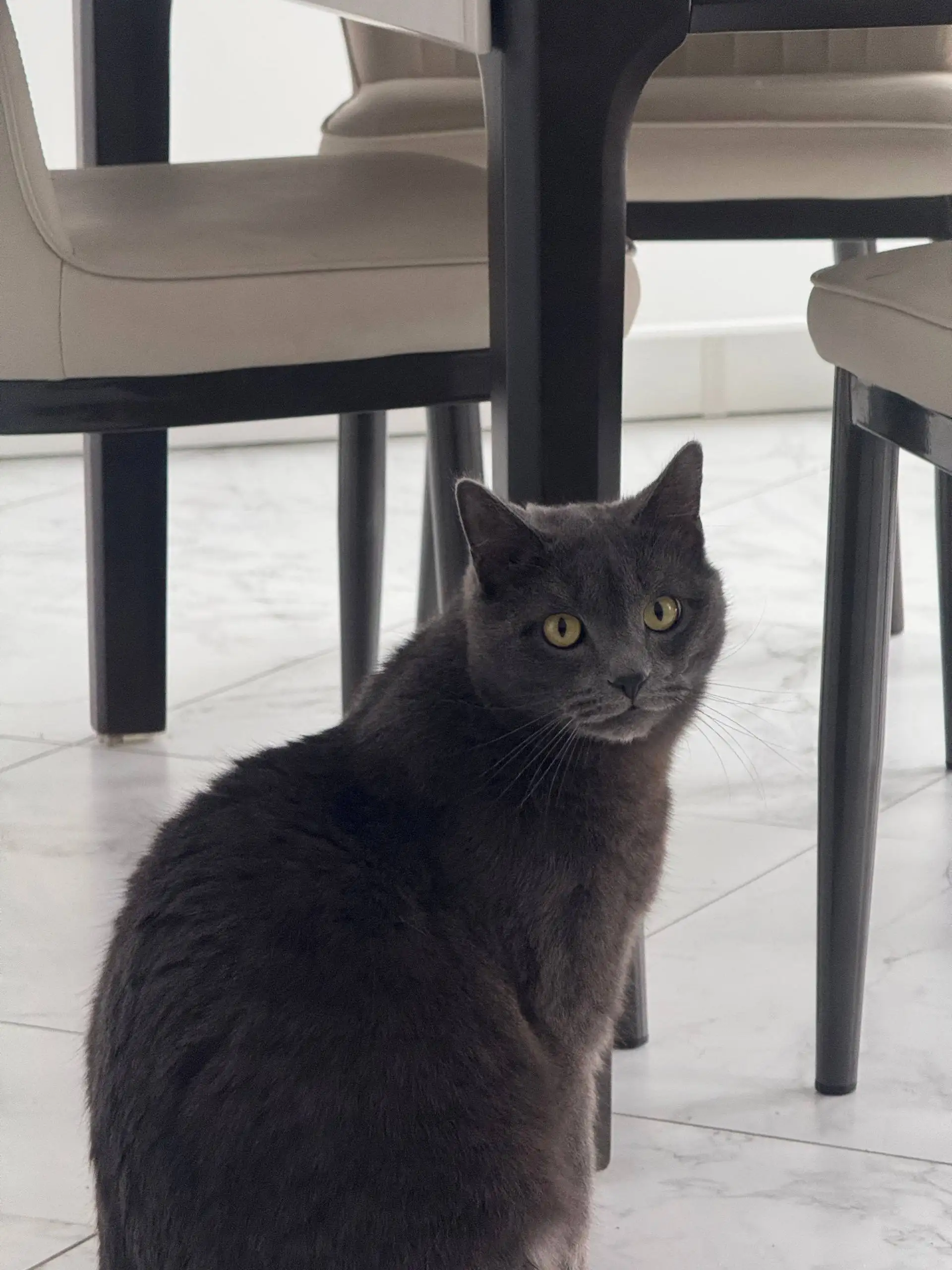 Потерялся кот Басик - Потеряшки (Животные) в Иркутск