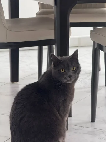 Потерялся кот Басик - Пропажа животного в Иркутск