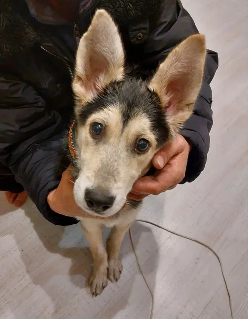 Найдена молодая собака с ошейником у 15 дома - Пропажа животного в Иркутск