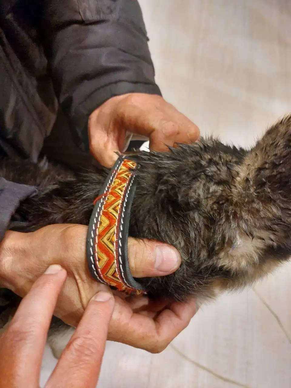 Найдена молодая собака с ошейником у 15 дома - Потеряшки (Животные) в Иркутск