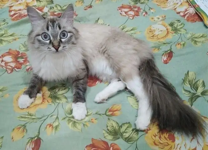 Пропала кошка Ася, 8 мкр, дом 92 - Потеряшки (Животные) в Ангарск