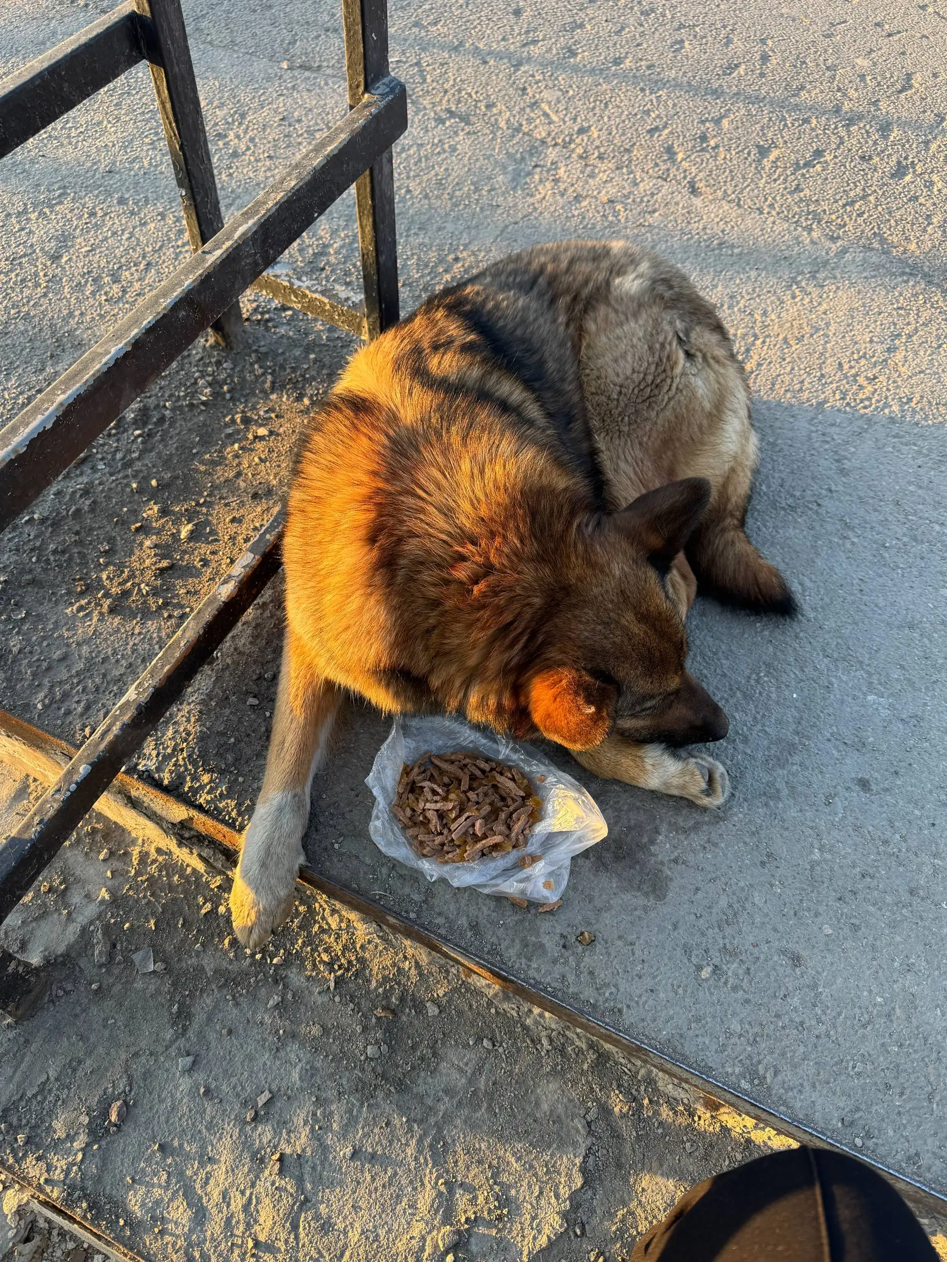 Потерялась маленькая рыжая собака в районе Байкальской, 106/2 - Животные в Иркутск