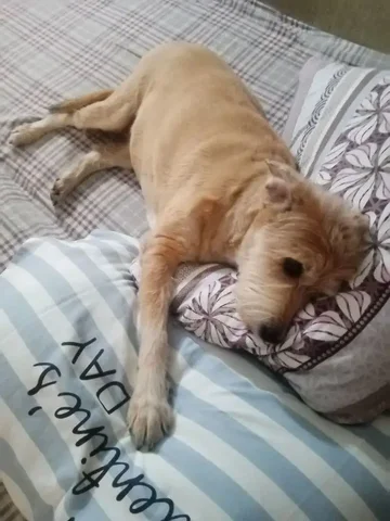 Помощь транспортом для Долли к ветеринару - частное объявление в Усолье-Сибирское