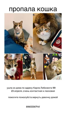 Найдена кошка! - Пропажа животного в Иркутск
