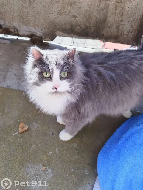 Найден кот в Ангарске - Потеряшки в Ангарск