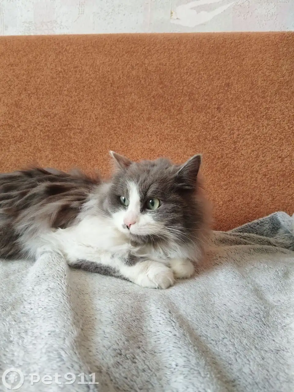 Найден кот в Ангарске - Кошки (Животные) в Ангарск