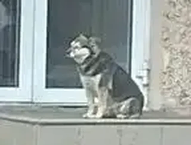 Найдена собака в районе центрального рынка - Пропажа животного в Иркутск