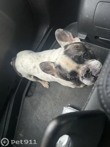 Потерялась собака: французский бульдог - Пропажа животного в Иркутск