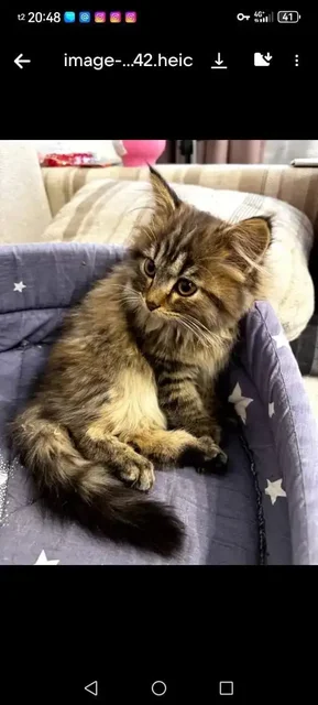 Спасите котенка в Усолье - Пропажа животных в Усолье-Сибирское