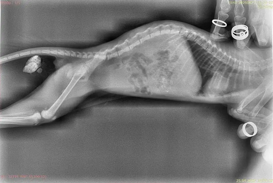 Спасите котенка в Усолье - Животные в Усолье-Сибирское