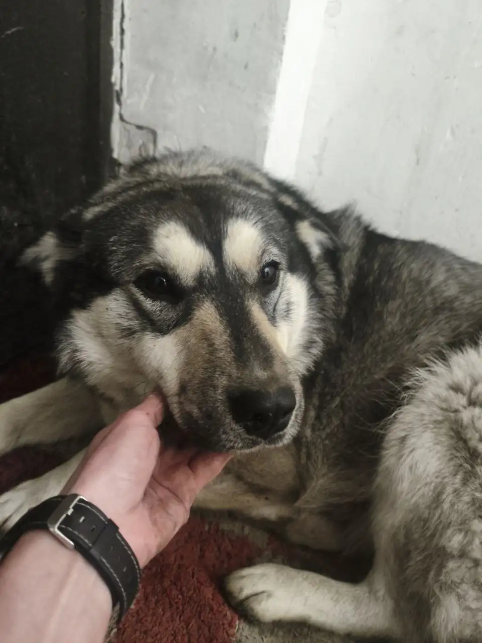 Найдена собака, девочка, бирка на ухе - Потеряшки (Животные) в Иркутск