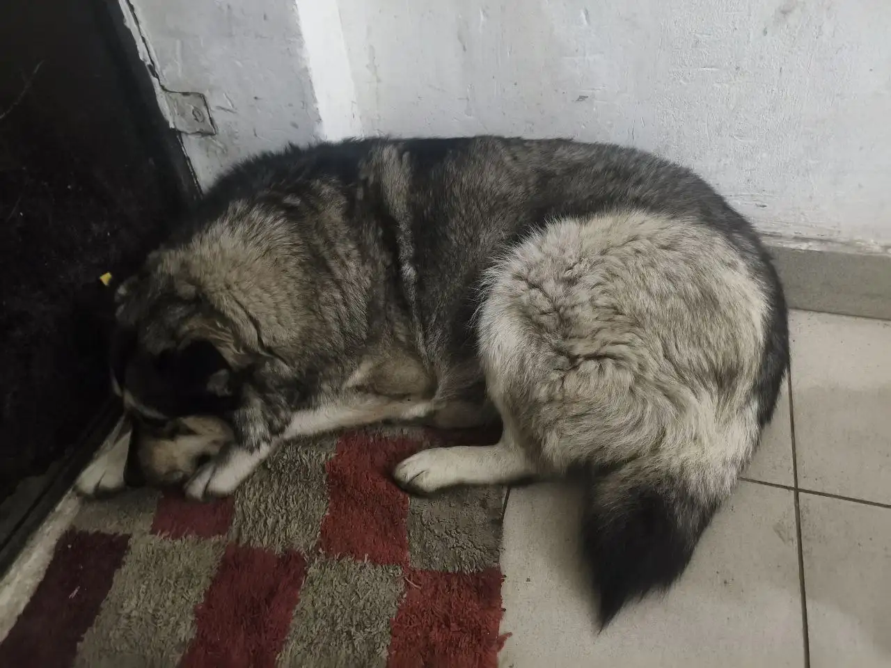 Найдена собака, девочка, бирка на ухе - Потеряшки (Животные) в Иркутск