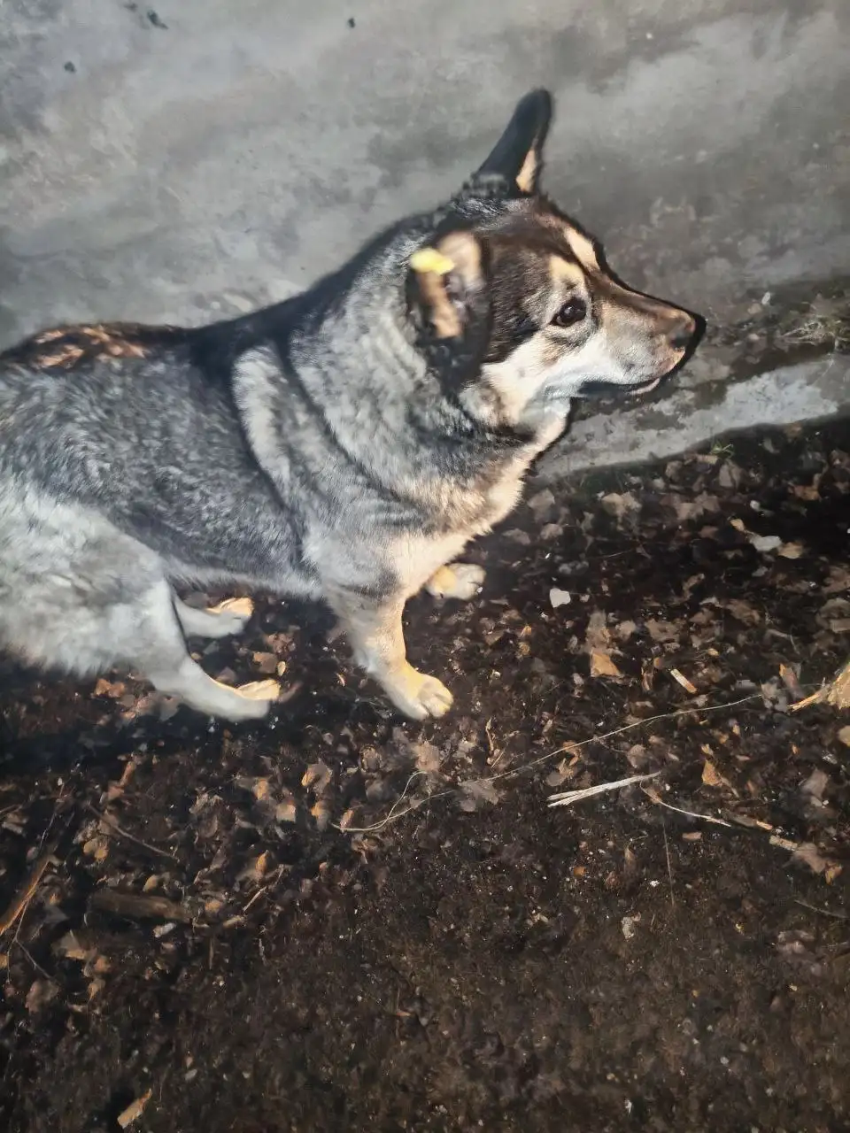 Найдена собака, девочка, бирка на ухе - Потеряшки (Животные) в Иркутск