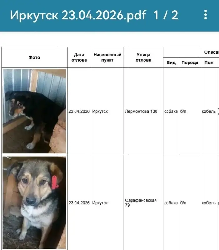 Потеряшки в Иркутске: собаки в приюте - Потеряшки и поиск (Животные) в Иркутск