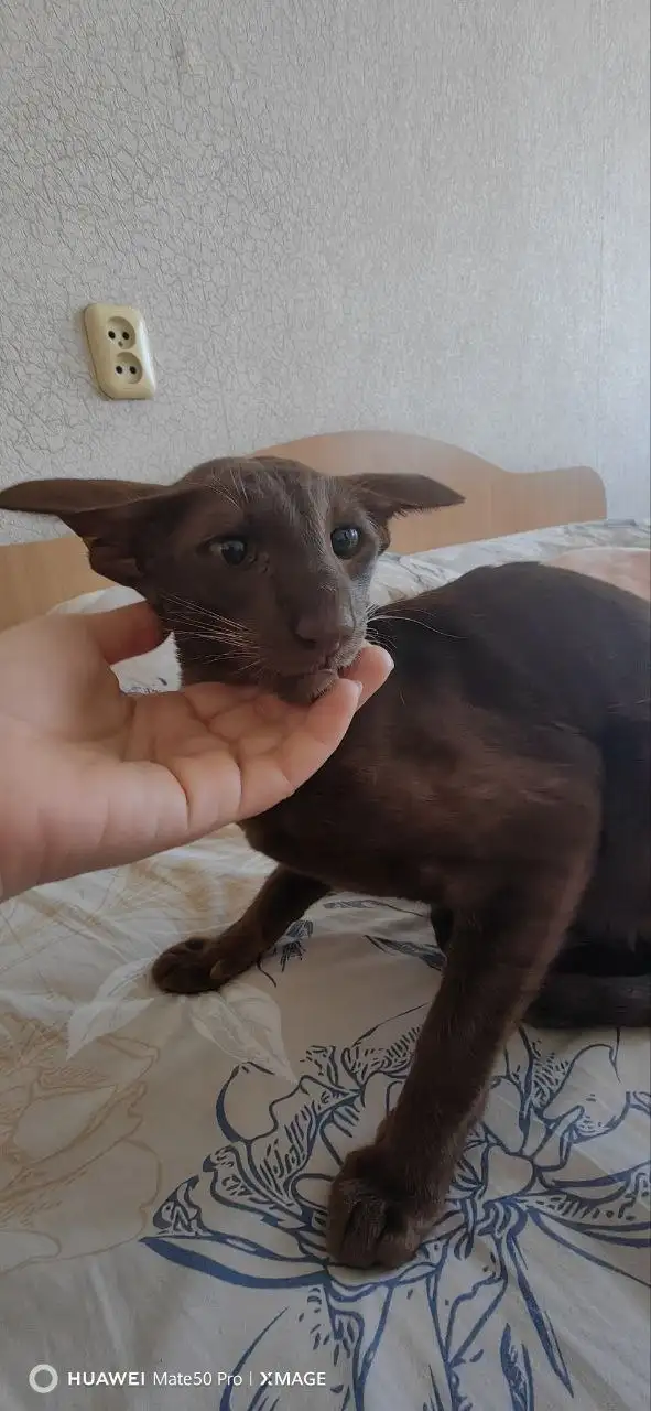 Найдена кошечка породы ориентал - Потерянные и найденные (Животные) в Иркутск