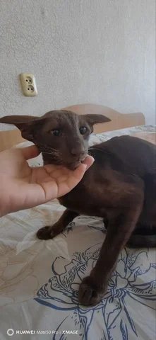 Найдена кошечка породы ориентал - Пропажа животного в Иркутск