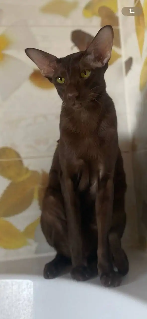 Потерялся кот - Потеряшка (Животные) в Иркутск