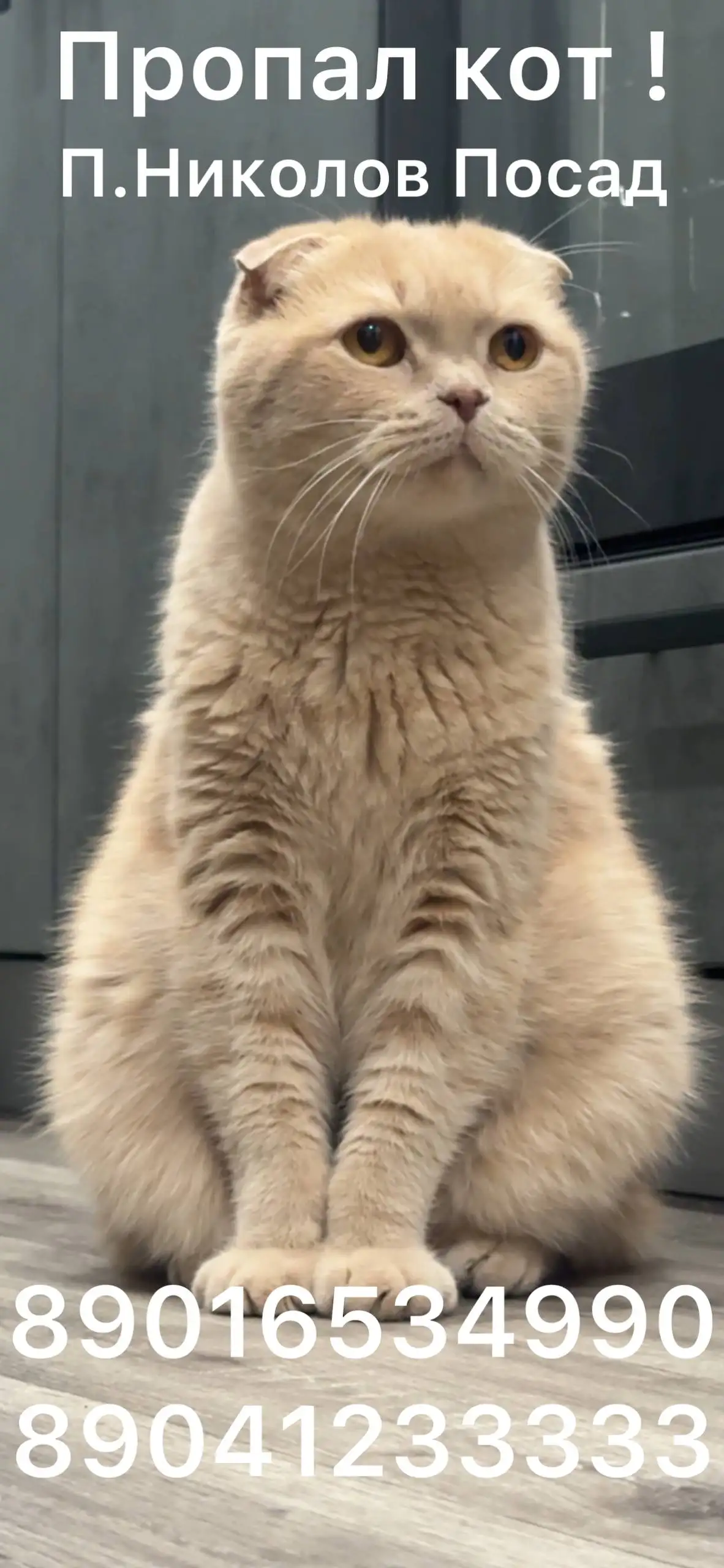 Пропал кот Кислый! Вознаграждение! - Потеряшки (Животные) в Иркутск