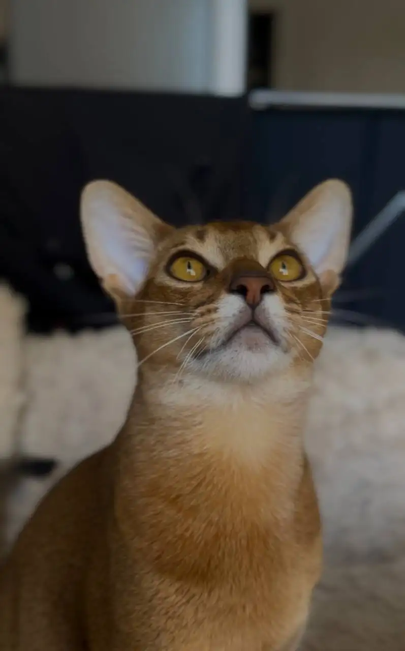 Пропал котик Мася в Грановщине - Потеряшки (Животные) в Иркутск