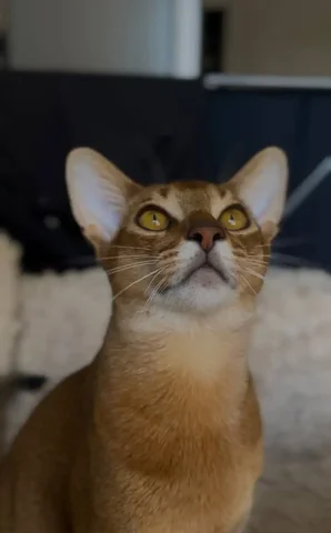 Пропал котик Мася в Грановщине - Пропажа животного в Иркутск