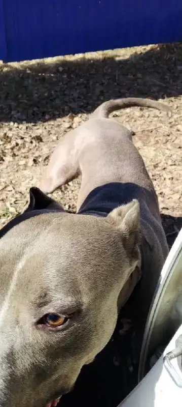 Потеряшка Иркутск: собака на Плишкинском тракте, СНТ Родник - Потеряшки (Животные) в Иркутск