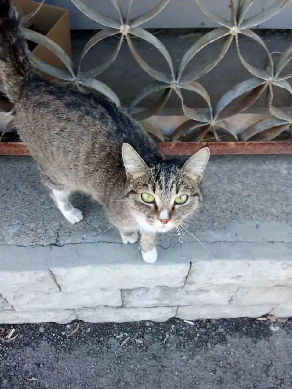 Кошка в добрые руки, Усолье - Кошки (Животные) в Усолье