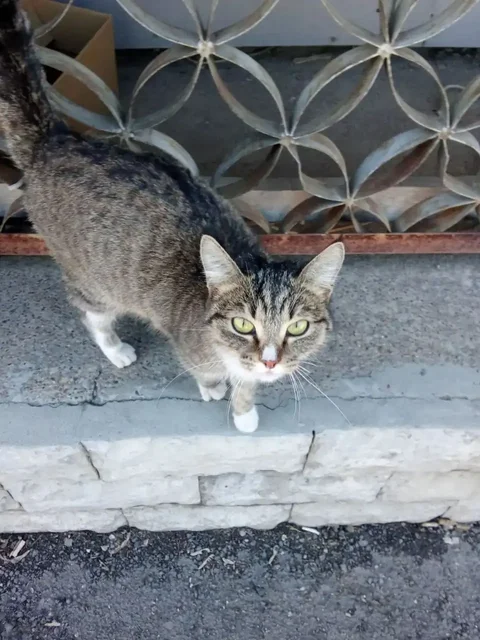 Кошка в добрые руки, Усолье - Кошки в Усолье