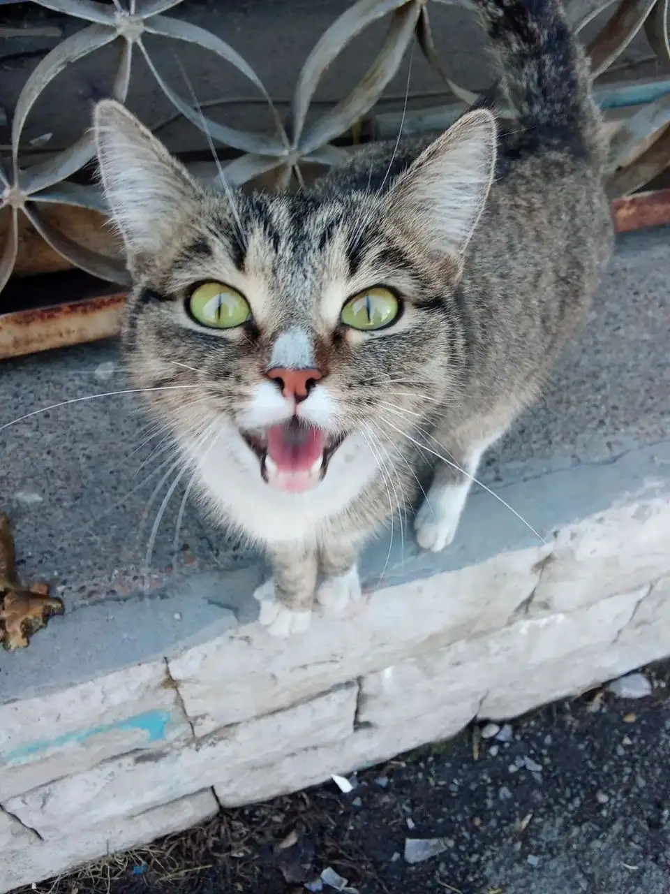 Кошка в добрые руки, Усолье - Кошки (Животные) в Усолье