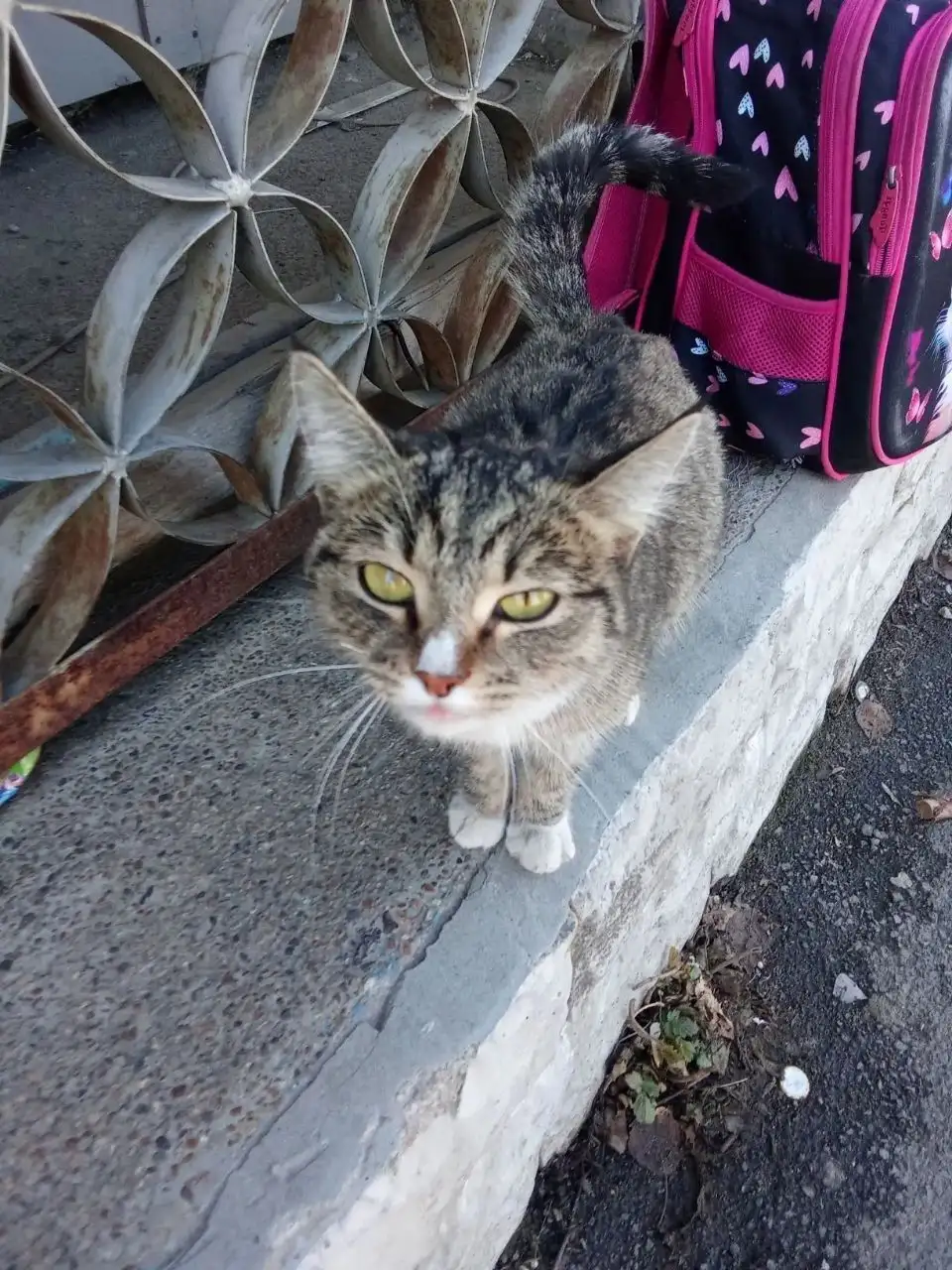 Кошка в добрые руки, Усолье - Кошки (Животные) в Усолье