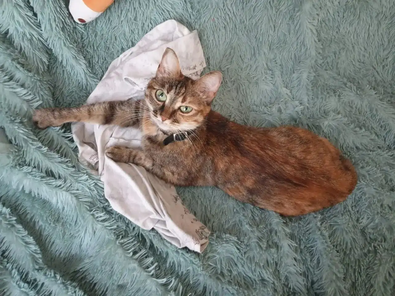 Пропала кошка Шерри в Иркутске - Потеряшки (Животные) в Иркутск