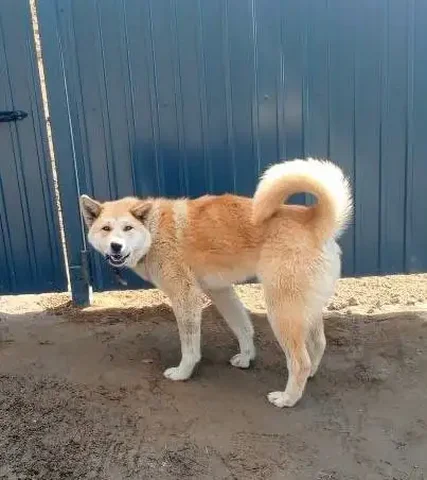 Потерялась собака на Голоустнкнском тракте - Потеряшка в Иркутск