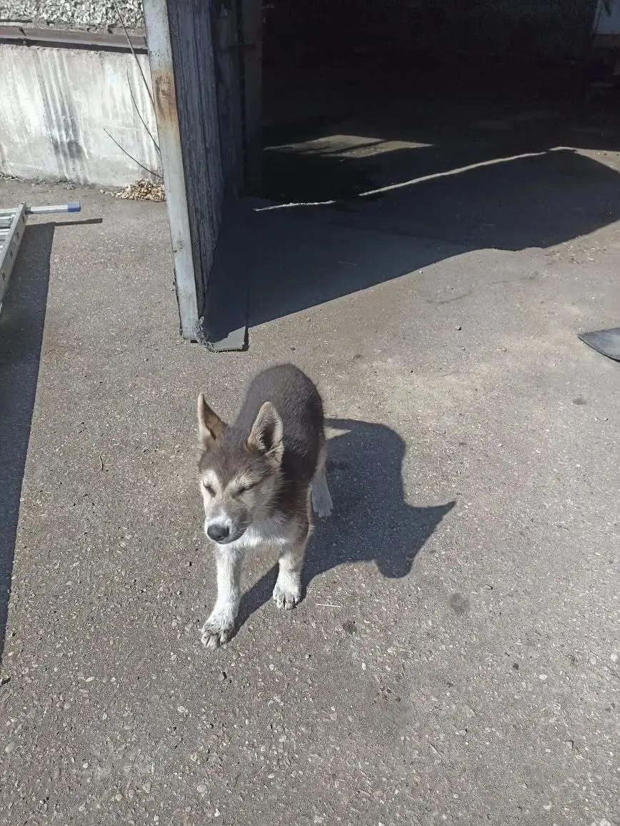 Щенок девочка ищет передержку - Собаки (Животные) в Иркутск