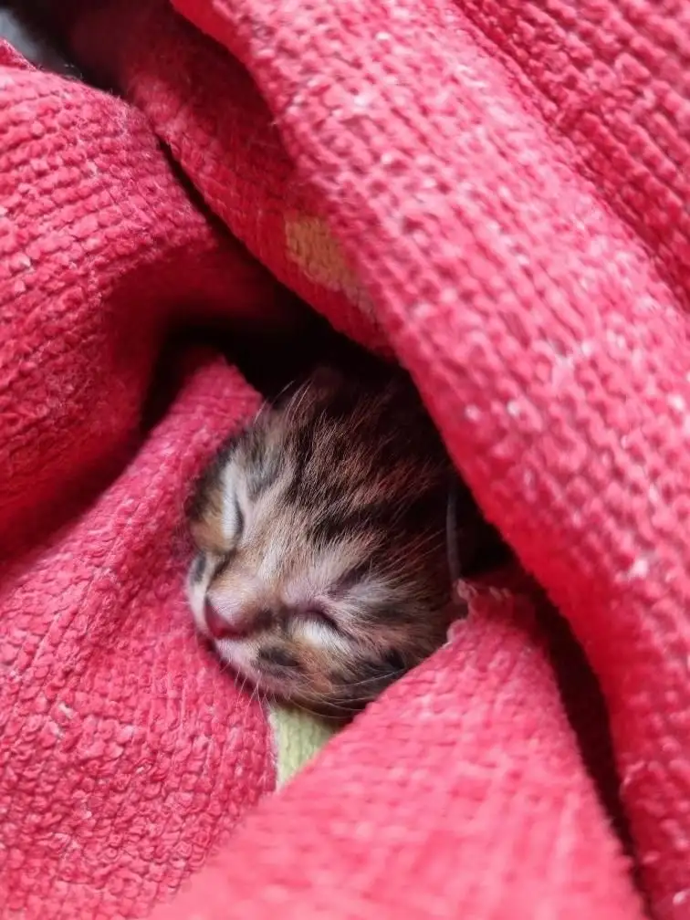 СРОЧНО НУЖНА КОРМЯЩАЯ КОШКА - Животные в Иркутск