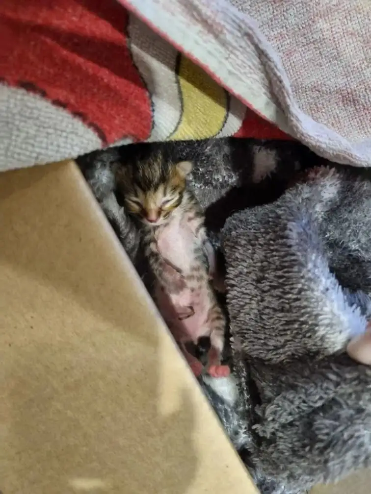 СРОЧНО НУЖНА КОРМЯЩАЯ КОШКА - Животные в Иркутск