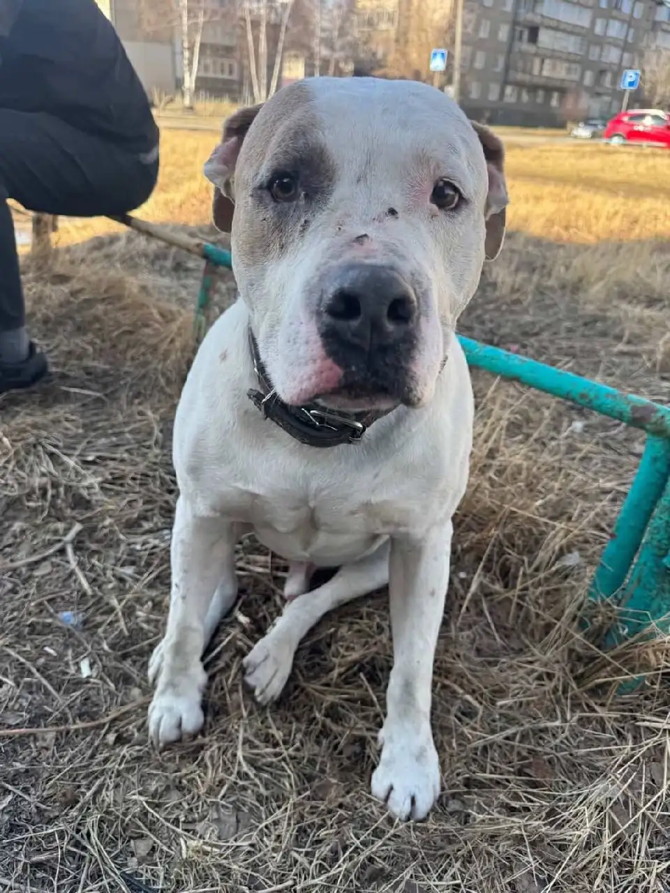 Потерялась собака, ищут хозяев - Потеряшки (Животные) в Ангарск