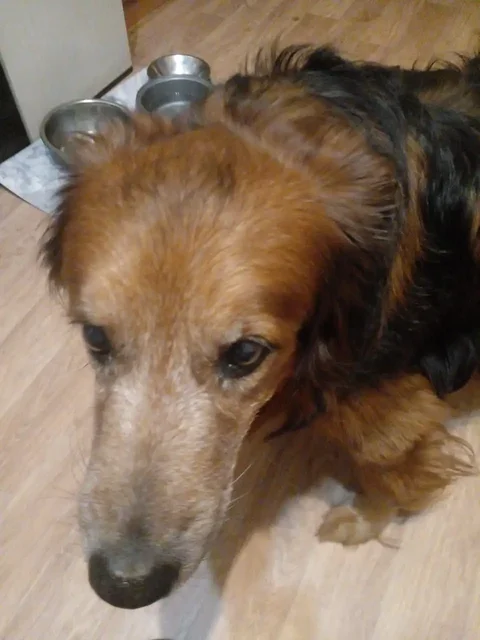 Потерялась собака рядом с Потанина и Баррикад - Пропажа животного в Иркутск