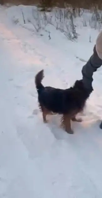 Потерялась собака рядом с Потанина и Баррикад - Пропажа животного (Животные) в Иркутск