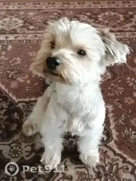 Пропала собака – йоркширский терьер - Потеряшки (Животные) в Иркутск